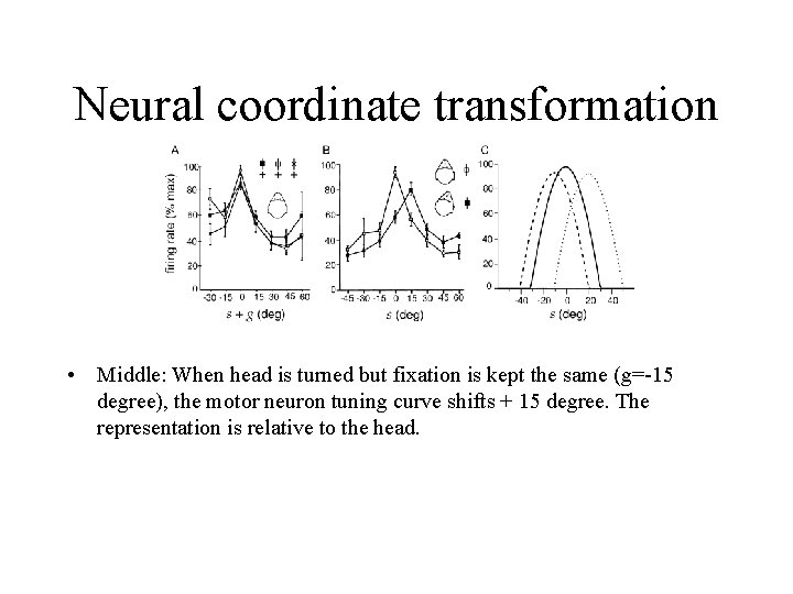 Neural coordinate transformation • Middle: When head is turned but fixation is kept the