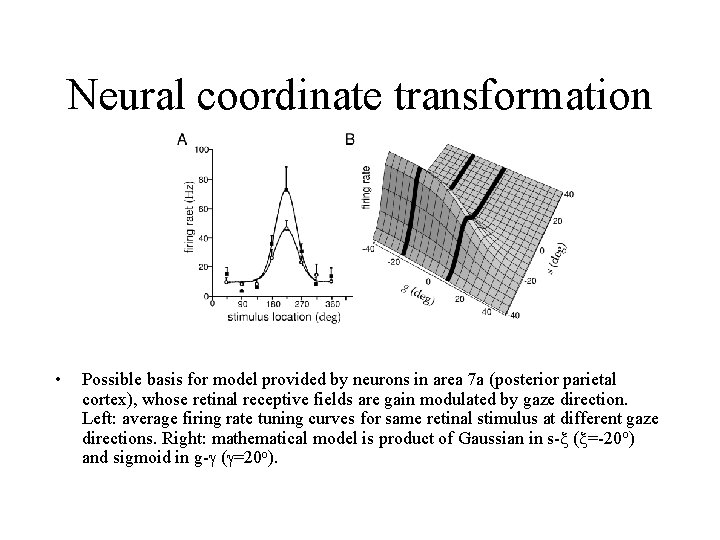 Neural coordinate transformation • Possible basis for model provided by neurons in area 7