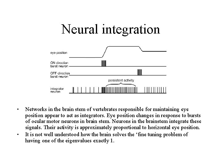 Neural integration • • Networks in the brain stem of vertebrates responsible for maintaining