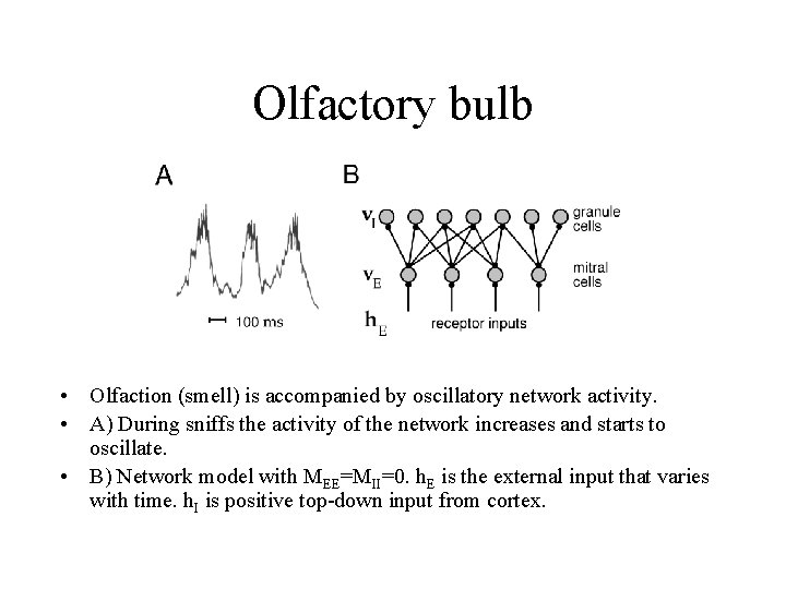 Olfactory bulb • Olfaction (smell) is accompanied by oscillatory network activity. • A) During