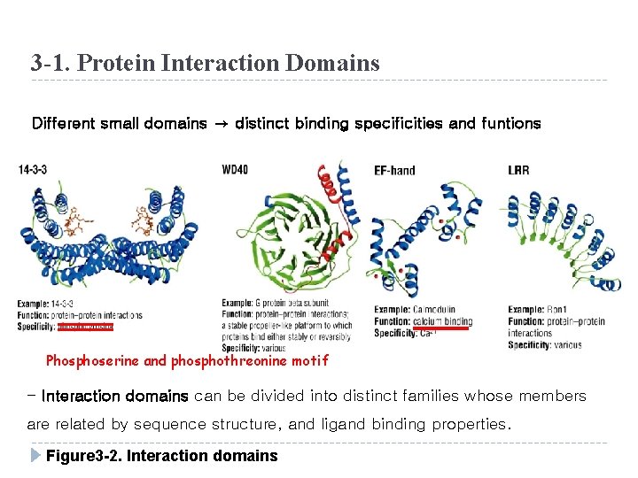 3 -1. Protein Interaction Domains Different small domains → distinct binding specificities and funtions