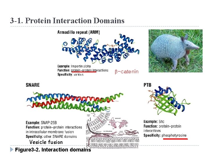 3 -1. Protein Interaction Domains b-catenin Vesicle fusion Figure 3 -2. Interaction domains 