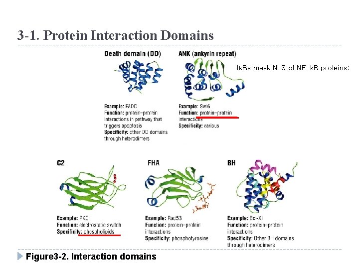 3 -1. Protein Interaction Domains IκBs mask NLS of NF-k. B proteins; Figure 3