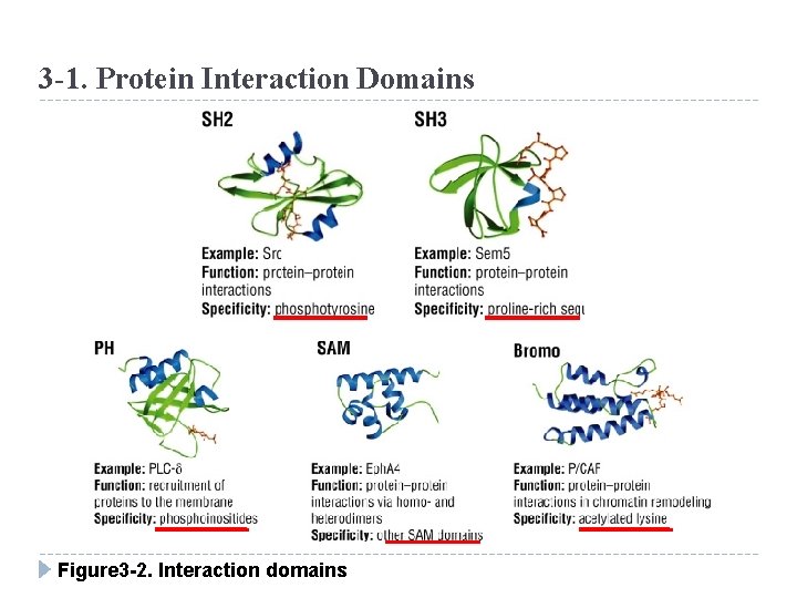 3 -1. Protein Interaction Domains Figure 3 -2. Interaction domains 