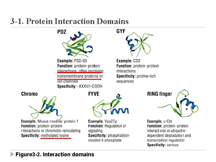 3 -1. Protein Interaction Domains Figure 3 -2. Interaction domains 