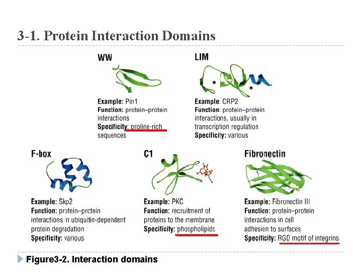 3 -1. Protein Interaction Domains Figure 3 -2. Interaction domains 