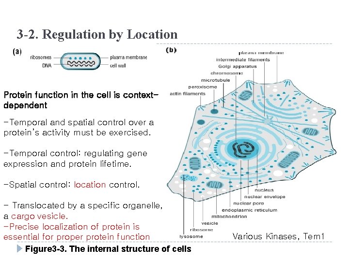 3 -2. Regulation by Location Protein function in the cell is contextdependent -Temporal and