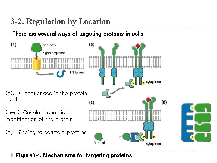 3 -2. Regulation by Location There are several ways of targeting proteins in cells