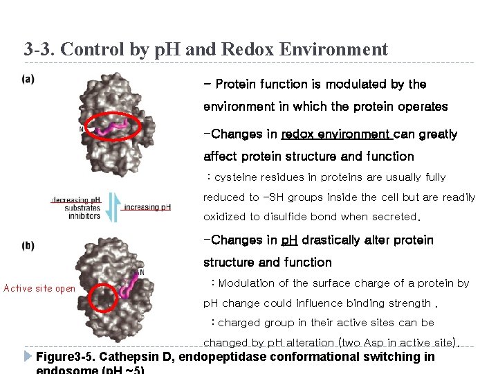 3 -3. Control by p. H and Redox Environment - Protein function is modulated