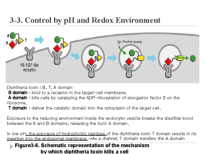3 -3. Control by p. H and Redox Environment Proton pump Diphtheria toxin :