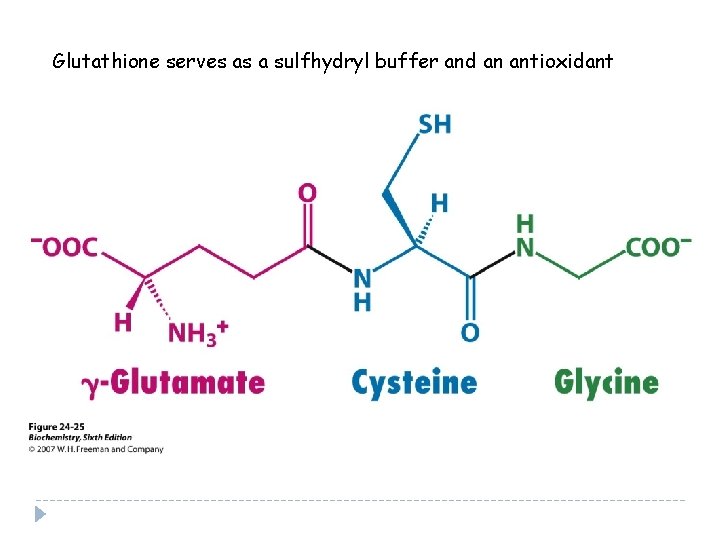 Glutathione serves as a sulfhydryl buffer and an antioxidant 