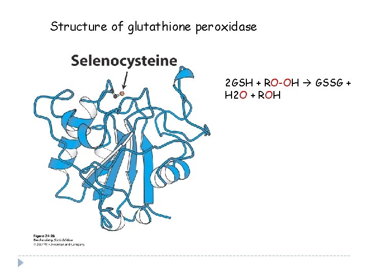 Structure of glutathione peroxidase 2 GSH + RO-OH GSSG + H 2 O +