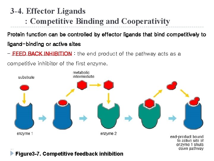 3 -4. Effector Ligands : Competitive Binding and Cooperativity Protein function can be controlled