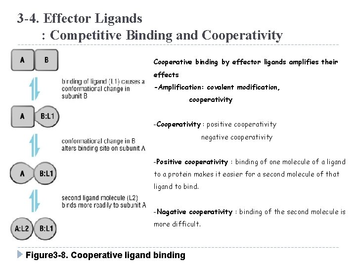 3 -4. Effector Ligands : Competitive Binding and Cooperativity Cooperative binding by effector ligands