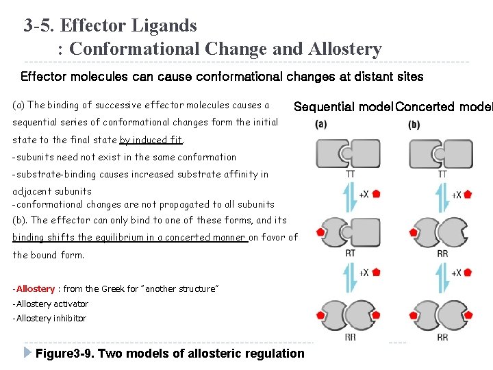 3 -5. Effector Ligands : Conformational Change and Allostery Effector molecules can cause conformational