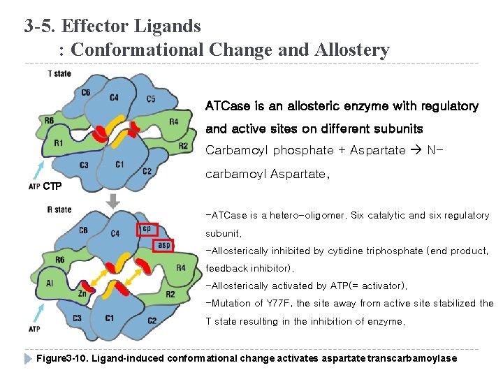 3 -5. Effector Ligands : Conformational Change and Allostery ATCase is an allosteric enzyme