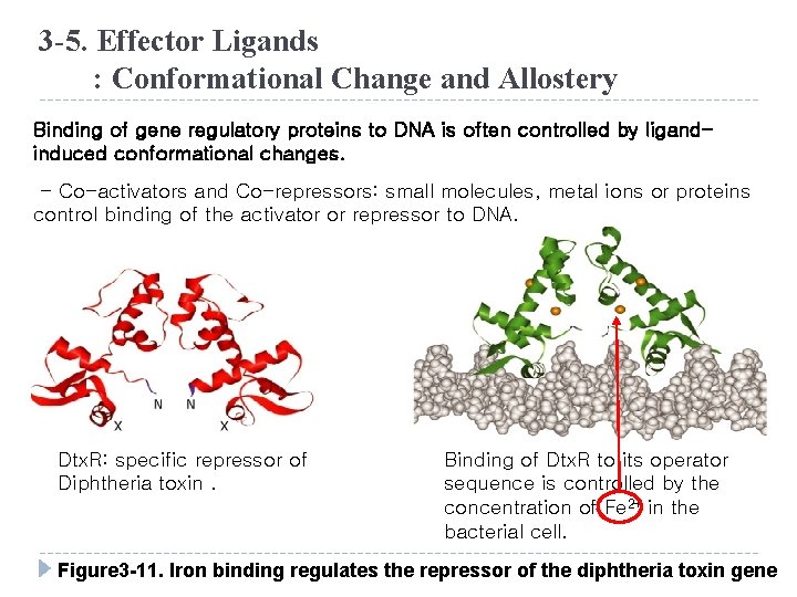 3 -5. Effector Ligands : Conformational Change and Allostery Binding of gene regulatory proteins