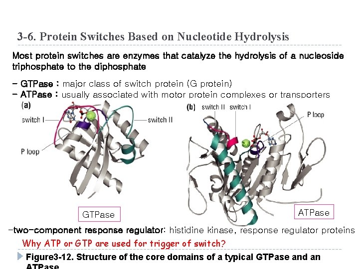 3 -6. Protein Switches Based on Nucleotide Hydrolysis Most protein switches are enzymes that