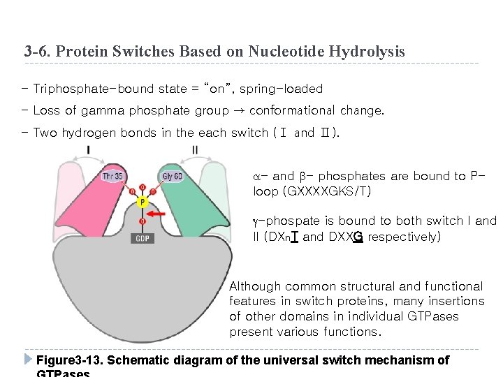 3 -6. Protein Switches Based on Nucleotide Hydrolysis - Triphosphate-bound state = “on”, spring-loaded