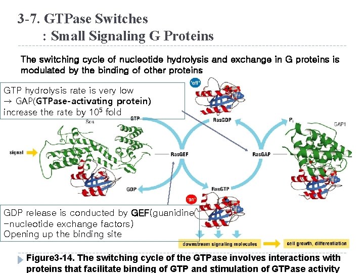 3 -7. GTPase Switches : Small Signaling G Proteins The switching cycle of nucleotide