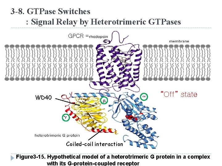 3 -8. GTPase Switches : Signal Relay by Heterotrimeric GTPases GPCR = “Off” state