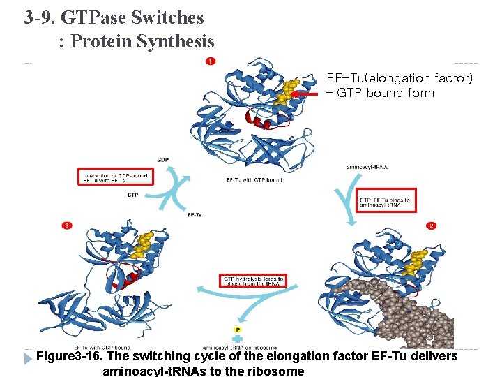 3 -9. GTPase Switches : Protein Synthesis EF-Tu(elongation factor) – GTP bound form Figure