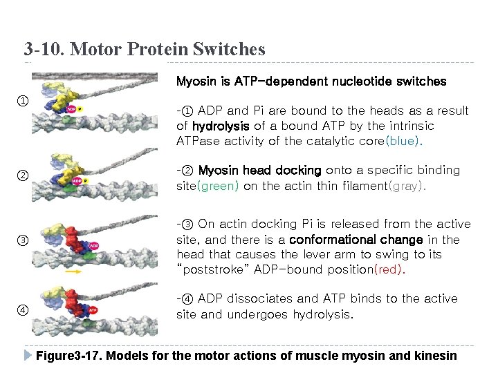 3 -10. Motor Protein Switches Myosin is ATP-dependent nucleotide switches ① -① ADP and