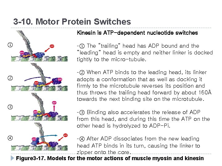 3 -10. Motor Protein Switches Kinesin is ATP-dependent nucleotide switches ① ② ③ ④