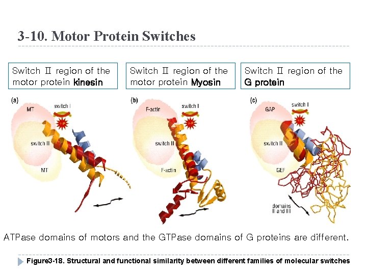 3 -10. Motor Protein Switches Switch Ⅱ region of the motor protein kinesin Switch