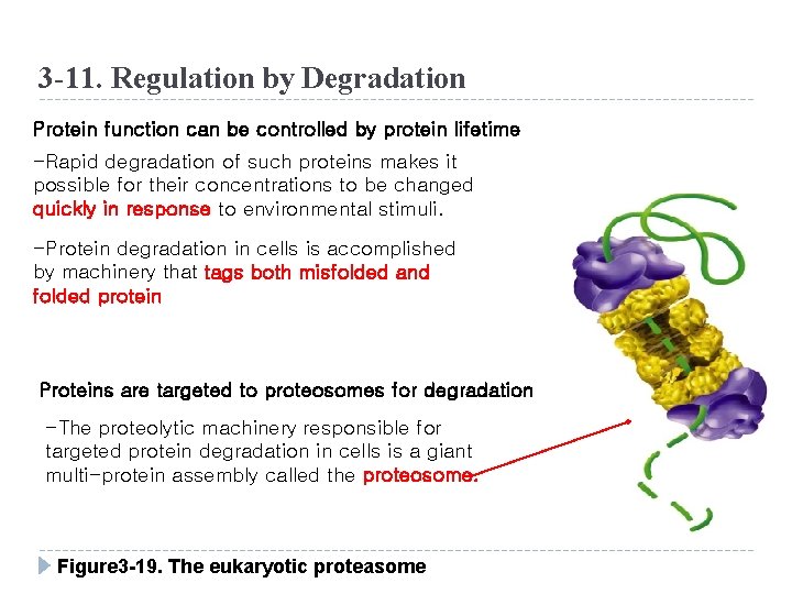 3 -11. Regulation by Degradation Protein function can be controlled by protein lifetime -Rapid
