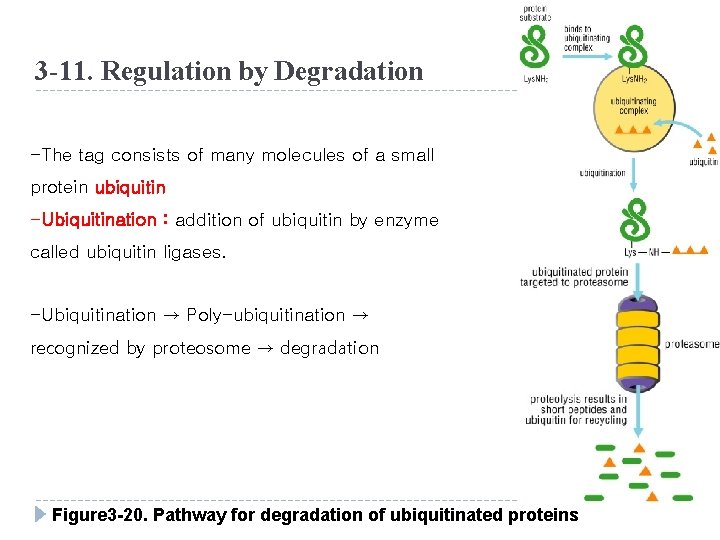 3 -11. Regulation by Degradation -The tag consists of many molecules of a small
