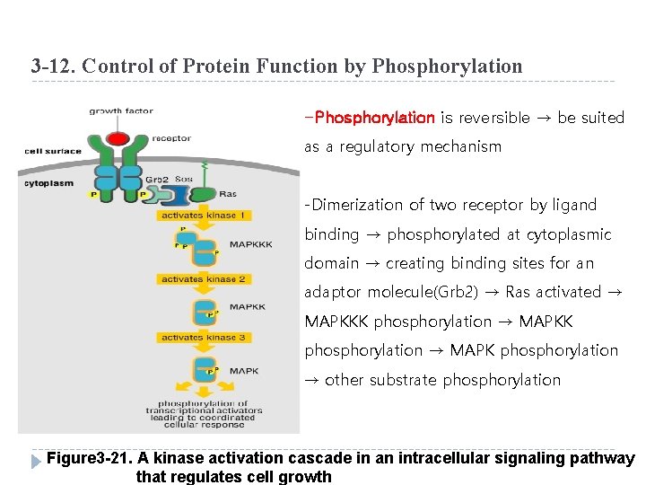 3 -12. Control of Protein Function by Phosphorylation -Phosphorylation is reversible → be suited