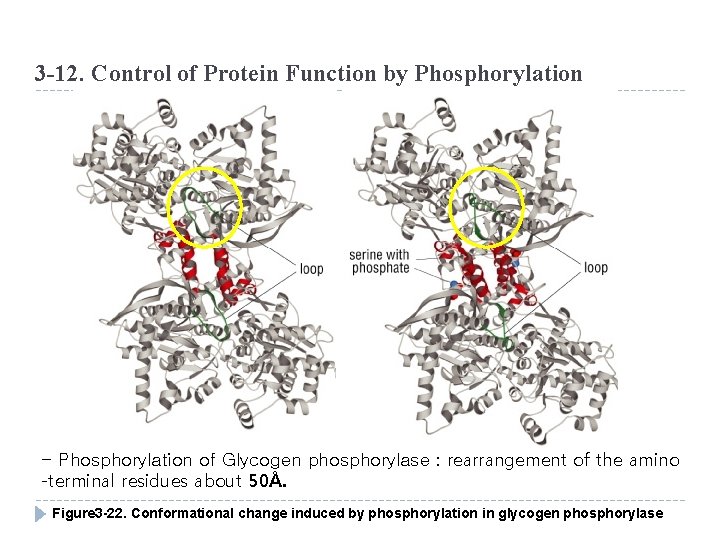 3 -12. Control of Protein Function by Phosphorylation - Phosphorylation of Glycogen phosphorylase :