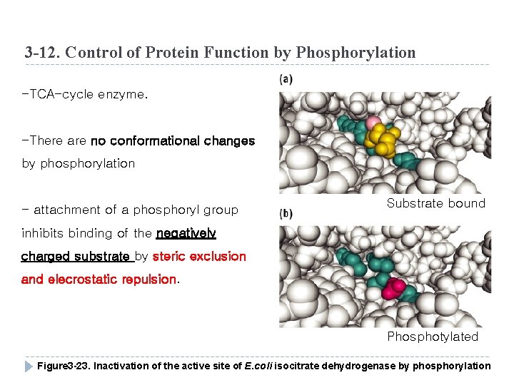 3 -12. Control of Protein Function by Phosphorylation -TCA-cycle enzyme. -There are no conformational