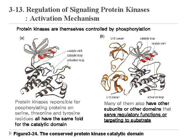 3 -13. Regulation of Signaling Protein Kinases : Activation Mechanism Protein kinases are themselves