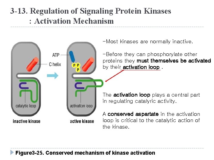 3 -13. Regulation of Signaling Protein Kinases : Activation Mechanism -Most kinases are normally