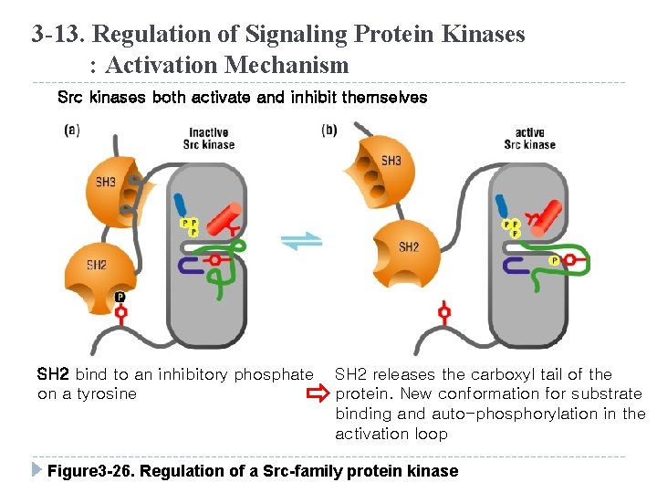 3 -13. Regulation of Signaling Protein Kinases : Activation Mechanism Src kinases both activate