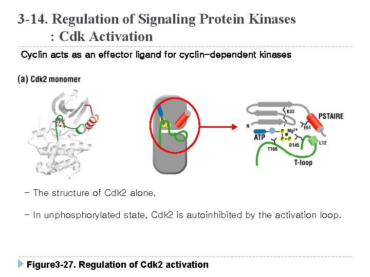 3 -14. Regulation of Signaling Protein Kinases : Cdk Activation Cyclin acts as an