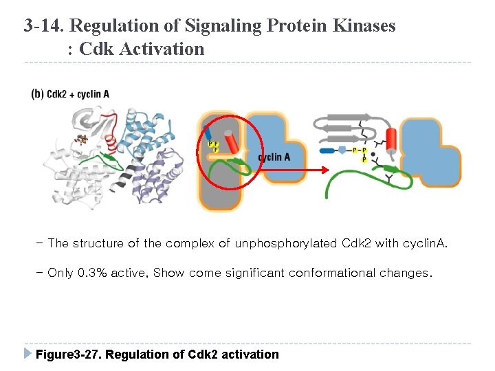 3 -14. Regulation of Signaling Protein Kinases : Cdk Activation - The structure of