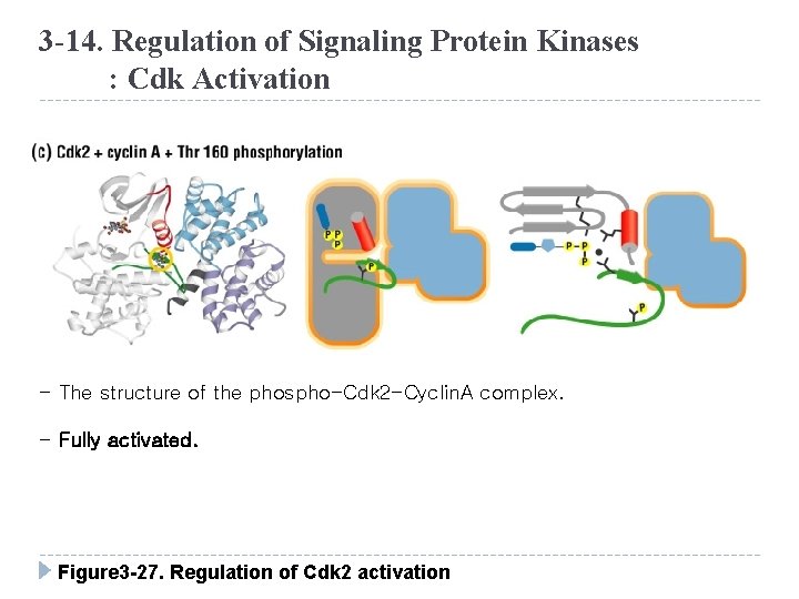 3 -14. Regulation of Signaling Protein Kinases : Cdk Activation - The structure of