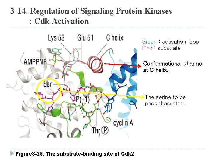 3 -14. Regulation of Signaling Protein Kinases : Cdk Activation Green : activation loop