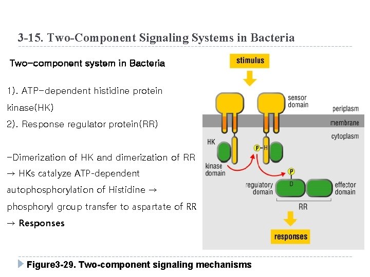 3 -15. Two-Component Signaling Systems in Bacteria Two-component system in Bacteria 1). ATP-dependent histidine