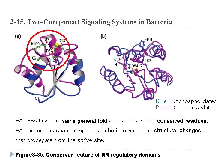 3 -15. Two-Component Signaling Systems in Bacteria Blue : unphosphorylated Purple : phosphorylated -All