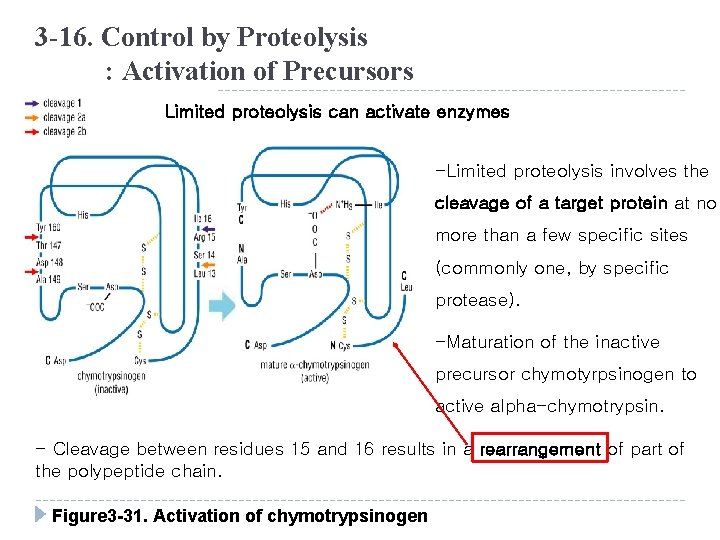 3 -16. Control by Proteolysis : Activation of Precursors Limited proteolysis can activate enzymes