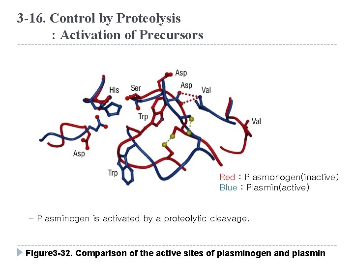 3 -16. Control by Proteolysis : Activation of Precursors Red : Plasmonogen(inactive) Blue :