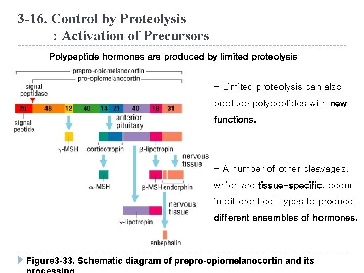 3 -16. Control by Proteolysis : Activation of Precursors Polypeptide hormones are produced by