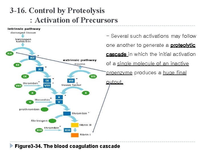 3 -16. Control by Proteolysis : Activation of Precursors - Several such activations may
