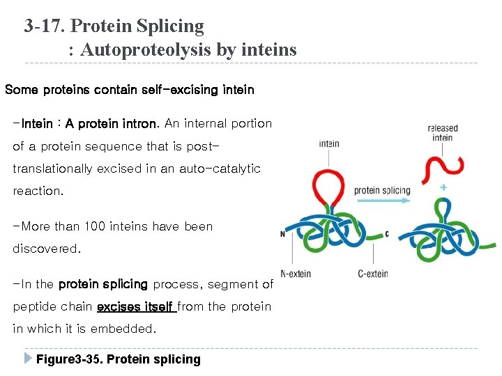 3 -17. Protein Splicing : Autoproteolysis by inteins Some proteins contain self-excising intein -Intein