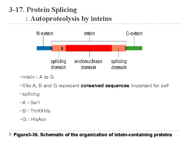 3 -17. Protein Splicing : Autoproteolysis by inteins -Intein : A to G -Site