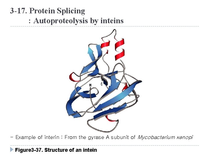 3 -17. Protein Splicing : Autoproteolysis by inteins - Example of interin : From